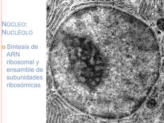 NÚCLEO:
NUCLÉOLO
 Síntesis de
ARN
ribosomal y
ensamble de
subunidades
ribosómicas
 