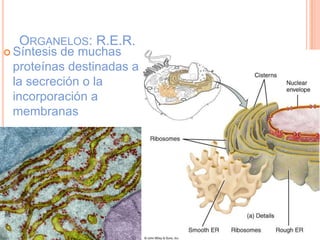 ORGANELOS: R.E.R.
 Síntesis de muchas
proteínas destinadas a
la secreción o la
incorporación a
membranas
 