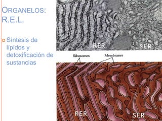 ORGANELOS:
R.E.L.
 Síntesis de
lípidos y
detoxificación de
sustancias
 