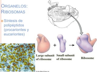 ORGANELOS:
RIBOSOMAS
 Síntesis de
polipéptidos
(procariontes y
eucariontes)
 