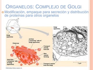 ORGANELOS: COMPLEJO DE GOLGI
 Modificación, empaque para secreción y distribución
de proteínas para otros organelos
 