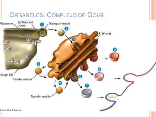 ORGANELOS: COMPLEJO DE GOLGI
 