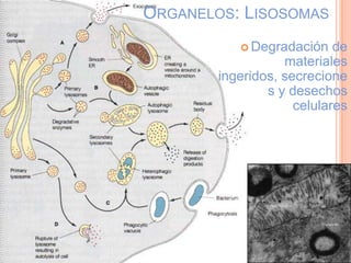  Degradación de
materiales
ingeridos, secrecione
s y desechos
celulares
ORGANELOS: LISOSOMAS
 