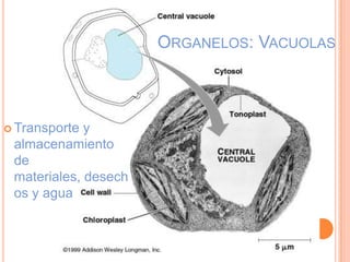  Transporte y
almacenamiento
de
materiales, desech
os y agua
ORGANELOS: VACUOLAS
 