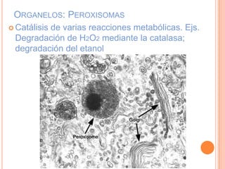 ORGANELOS: PEROXISOMAS
 Catálisis de varias reacciones metabólicas. Ejs.
Degradación de H2O2 mediante la catalasa;
degradación del etanol
 