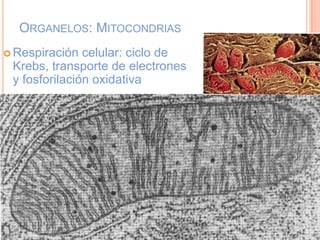 ORGANELOS: MITOCONDRIAS
 Respiración celular: ciclo de
Krebs, transporte de electrones
y fosforilación oxidativa
 
