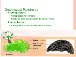 ORGANELOS: PLASTIDIOS
 Clomoplastos:
 Cloroplastos: fotosíntesis
 Plastidios para pigmentación de flores y frutos
 Leucoplastos:
 Amiloplastos: almacenamiento de almidón
 