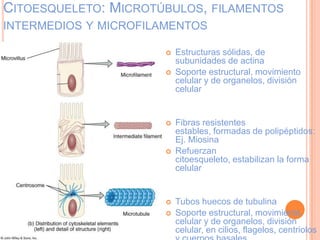 CITOESQUELETO: MICROTÚBULOS, FILAMENTOS
INTERMEDIOS Y MICROFILAMENTOS
 Estructuras sólidas, de
subunidades de actina
 Soporte estructural, movimiento
celular y de organelos, división
celular
 Fibras resistentes
estables, formadas de polipéptidos:
Ej. Miosina
 Refuerzan
citoesqueleto, estabilizan la forma
celular
 Tubos huecos de tubulina
 Soporte estructural, movimiento
celular y de organelos, división
celular, en cilios, flagelos, centriolos
 
