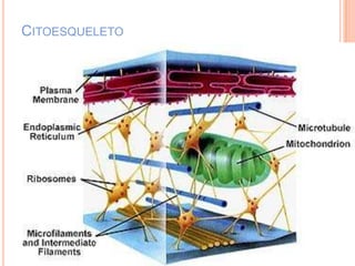CITOESQUELETO
 
