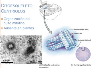 CITOESQUELETO:
CENTRIOLOS
 Organización del
huso mitótico
 Ausente en plantas
 