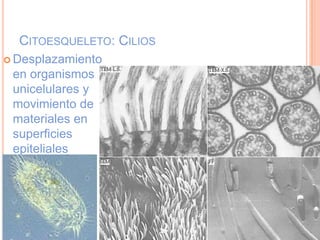 CITOESQUELETO: CILIOS
 Desplazamiento
en organismos
unicelulares y
movimiento de
materiales en
superficies
epiteliales
 