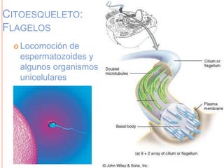 CITOESQUELETO:
FLAGELOS
 Locomoción de
espermatozoides y
algunos organismos
unicelulares
 