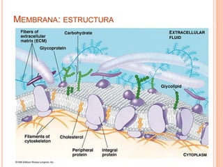 MEMBRANA: ESTRUCTURA
 