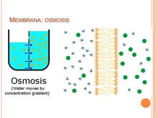 MEMBRANA: OSMOSIS
 