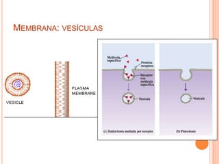 MEMBRANA: VESÍCULAS
 