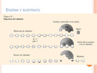 ENZIMA Y SUSTRATO
 