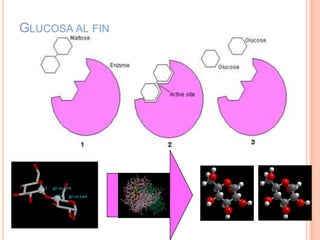 GLUCOSA AL FIN
 