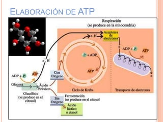 ELABORACIÓN DE ATP
 
