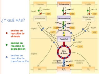 ¿Y QUÉ MÁS?
enzima en
reacción de
síntesis
enzima en
reacción de
degradación
enzima en
reacción de
transformación
 