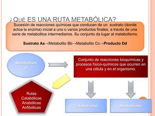 ¿QUÉ ES UNA RUTA METABÓLICA?
Sucesión de reacciones químicas que conducen de un sustrato (donde
actúa la enzima) inicial a uno o varios productos finales, a través de una
serie de metabolitos intermediarios. Su conjunto da lugar al metabolismo.
Sustrato Aa→Metabolito Bb→Metabolito Cc→Producto Dd
Metabolism
o
Conjunto de reacciones bioquímicas y
procesos físico-químicos que ocurren en
una célula y en el organismo.
Catabolismo Anabolismo
Rutas
Catabólicas
Anabólicas
Anfibólicas
 