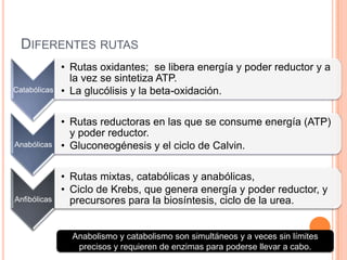 DIFERENTES RUTAS
Catabólicas
• Rutas oxidantes; se libera energía y poder reductor y a
la vez se sintetiza ATP.
• La glucólisis y la beta-oxidación.
Anabólicas
• Rutas reductoras en las que se consume energía (ATP)
y poder reductor.
• Gluconeogénesis y el ciclo de Calvin.
Anfibólicas
• Rutas mixtas, catabólicas y anabólicas,
• Ciclo de Krebs, que genera energía y poder reductor, y
precursores para la biosíntesis, ciclo de la urea.
Anabolismo y catabolismo son simultáneos y a veces sin límites
precisos y requieren de enzimas para poderse llevar a cabo.
 