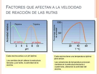 FACTORES QUE AFECTAN A LA VELOCIDAD
DE REACCIÓN DE LAS RUTAS
 