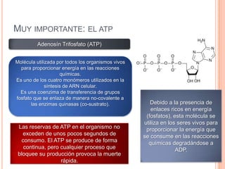 MUY IMPORTANTE: EL ATP
Adenosín Trifosfato (ATP)
Molécula utilizada por todos los organismos vivos
para proporcionar energía en las reacciones
químicas.
Es uno de los cuatro monómeros utilizados en la
síntesis de ARN celular.
Es una coenzima de transferencia de grupos
fosfato que se enlaza de manera no-covalente a
las enzimas quinasas (co-sustrato). Debido a la presencia de
enlaces ricos en energía
(fosfatos), esta molécula se
utiliza en los seres vivos para
proporcionar la energía que
se consume en las reacciones
químicas degradándose a
ADP.
Las reservas de ATP en el organismo no
exceden de unos pocos segundos de
consumo. El ATP se produce de forma
continua, pero cualquier proceso que
bloquee su producción provoca la muerte
rápida.
 