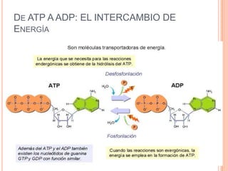 DE ATP A ADP: EL INTERCAMBIO DE
ENERGÍA
 