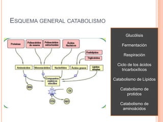 ESQUEMA GENERAL CATABOLISMO
Glucólisis
Fermentación
Respiración
Ciclo de los ácidos
tricarboxílicos
Catabolismo de Lípidos
Catabolismo de
protidos
Catabolismo de
aminoácidos
 