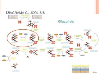 DIAGRAMA GLUCÓLISIS
 