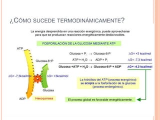 ¿CÓMO SUCEDE TERMODINÁMICAMENTE?
 