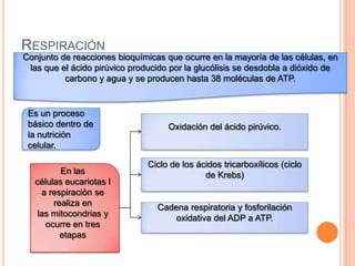 RESPIRACIÓN
Es un proceso
básico dentro de
la nutrición
celular.
Conjunto de reacciones bioquímicas que ocurre en la mayoría de las células, en
las que el ácido pirúvico producido por la glucólisis se desdobla a dióxido de
carbono y agua y se producen hasta 38 moléculas de ATP.
En las
células eucariotas l
a respiración se
realiza en
las mitocondrias y
ocurre en tres
etapas
Oxidación del ácido pirúvico.
Ciclo de los ácidos tricarboxílicos (ciclo
de Krebs)
Cadena respiratoria y fosforilación
oxidativa del ADP a ATP.
 