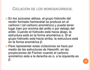 CICLACIÓN DE LOS MONOSACÁRIDOS.
 En los azúcares aldosa, el grupo hidroxilo del
recién formado hemiacetal se produce en el
carbono I (el carbono anomérico) y puede tener
lugar bien por encima del anillo o por debajo del
anillo .Cuando el hidroxilo está hacia abajo, la
estructura está en la forma anomérica α. Si el
grupo hidroxilo está hacia arriba, la estructura está
en la forma anomérica β.
 Para representar estas ciclaciones se hace por
medio de las estructuras de Haworth, en las
proyecciones de Fischer cuando el carbono
anomérico esta a la derecha es α, a la izquierda es
β. 22
 