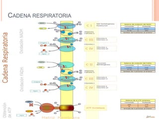 CADENA RESPIRATORIA
 
