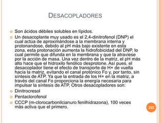 DESACOPLADORES
 Son ácidos débiles solubles en lípidos.
 Un desacoplante muy usado es el 2,4-dinitrofenol (DNP) el
cual actúa de aproximándose a la membrana interna y
protonandose, debido al pH más bajo existente en esta
zona, esta protonación aumenta la hidrofobicidad del DNP, lo
cual permite que difunda en la membrana y que la atraviese
por la acción de masa. Una vez dentro de la matriz, el pH más
alto hace que el hidroxilo fenólico desprotone. Así pues, el
desacoplador tiene el efecto de transporte de H+ de vuelta
hacia la matriz, evitando el canal protónico Fo y, por tanto, sin
síntesis de ATP. Ya que la entrada de los H+ en la matriz, a
través del canal Fo proporciona la energía necesaria para
impulsar la síntesis de ATP, Otros desacopladores son:
 Dinitrocresol
 Pentaclorofenol
 CCCP (m-clorocarbonilcianuro fenilhidrazona), 100 veces
más activa que el primero. 222
 