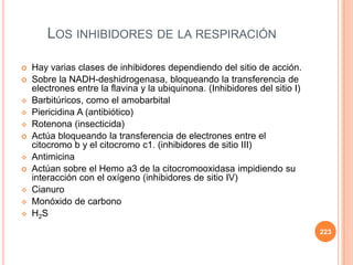 LOS INHIBIDORES DE LA RESPIRACIÓN
 Hay varias clases de inhibidores dependiendo del sitio de acción.
 Sobre la NADH-deshidrogenasa, bloqueando la transferencia de
electrones entre la flavina y la ubiquinona. (Inhibidores del sitio I)
 Barbitúricos, como el amobarbital
 Piericidina A (antibiótico)
 Rotenona (insecticida)
 Actúa bloqueando la transferencia de electrones entre el
citocromo b y el citocromo c1. (inhibidores de sitio III)
 Antimicina
 Actúan sobre el Hemo a3 de la citocromooxidasa impidiendo su
interacción con el oxígeno (inhibidores de sitio IV)
 Cianuro
 Monóxido de carbono
 H2S
223
 