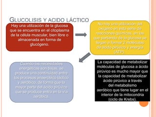 GLUCOLISIS Y ACIDO LÁCTICO
Hay una utilización de la glucosa
que se encuentra en el citoplasma
de la célula muscular, bien libre o
almacenada en forma de
glucógeno.
No hay una utilización del
oxígeno en esta serie de
reacciones químicas, en las
que partiendo de la glucosa se
llegan a formar 2 moléculas
de ácido pirúvico y energía
(ATP).
La capacidad de metabolizar
moléculas de glucosa a ácido
pirúvico es mucho mayor que
la capacidad de metabolizar
ácido pirúvico a través
del metabolismo
aeróbico que tiene lugar en el
interior de la mitocondria
(ciclo de Krebs).
Cuando las necesidades
energéticas son bajas, se
produce una continuidad entre
los procesos anaeróbico láctico
y aeróbico, de forma que la
mayor parte del ácido pirúvico
que se produce entra en la vía
aeróbica.
 