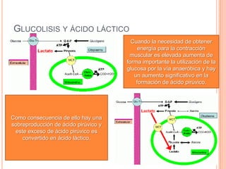 GLUCOLISIS Y ÁCIDO LÁCTICO
Cuando la necesidad de obtener
energía para la contracción
muscular es elevada aumenta de
forma importante la utilización de la
glucosa por la vía anaeróbica y hay
un aumento significativo en la
formación de ácido pirúvico.
Como consecuencia de ello hay una
sobreproducción de ácido pirúvico y
este exceso de ácido pirúvico es
convertido en ácido láctico.
 