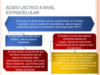 ÁCIDO LÁCTICO A NIVEL
EXTRACELULAR
El exceso de ácido láctico que se va generando en la célula
muscular y que no puede ser neutralizado, sale al espacio
extracelular gracias a la actuación del transportador MCT1.
El ácido láctico es reducido a
lactato y sale al espacio
intersticial.
El lactato a través del espacio
intersticial alcanza la
sangre, siendo de esta forma
distribuido de forma rápida a todo
el organismo.
El ácido láctico es producido por
las fibras musculares que se
activan al alcanzar altas
intensidades de trabajo, por lo que
fibras oxidativas que forman parte
del músculo metabolizan parte del
lactato producido.
Lactato circulante en la sangre, es captado
por diferentes células -principalmente
musculares-, que son capaces de
convertirlo en piruvato y de esta forma entra
en el ciclo de Krebs para convertirse en una
fuente de energía aeróbica.
 