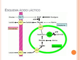 ESQUEMA ÁCIDO LÁCTICO
 