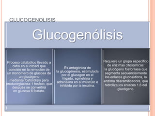 GLUCOGENOLISIS
Glucogenólisis
Proceso catabólico llevado a
cabo en el citosol que
consiste en la remoción de
un monómero de glucosa de
un glucógeno
mediante fosforólisis para
producirglucosa 1 fosfato, que
después se convertirá
en glucosa 6 fosfato.
Es antagónica de
la glucogénesis, estimulada
por el glucagon en el
hígado, epinefrina y
adrenalina en el músculo e
inhibida por la insulina.
Requiere un grupo específico
de enzimas citosolíticas:
la glucógeno fosforilasa que
segmenta secuencialmente
los enlaces glucosídicos, la
enzima desramificadora, que
hidroliza los enlaces 1,6 del
glucógeno.
 