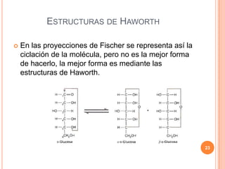 ESTRUCTURAS DE HAWORTH
 En las proyecciones de Fischer se representa así la
ciclación de la molécula, pero no es la mejor forma
de hacerlo, la mejor forma es mediante las
estructuras de Haworth.
23
 