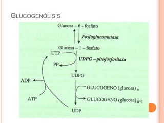GLUCOGENÓLISIS
 