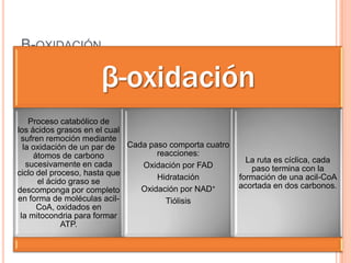 B-OXIDACIÓN
β-oxidación
Proceso catabólico de
los ácidos grasos en el cual
sufren remoción mediante
la oxidación de un par de
átomos de carbono
sucesivamente en cada
ciclo del proceso, hasta que
el ácido graso se
descomponga por completo
en forma de moléculas acil-
CoA, oxidados en
la mitocondria para formar
ATP.
Cada paso comporta cuatro
reacciones:
Oxidación por FAD
Hidratación
Oxidación por NAD+
Tiólisis
La ruta es cíclica, cada
paso termina con la
formación de una acil-CoA
acortada en dos carbonos.
 