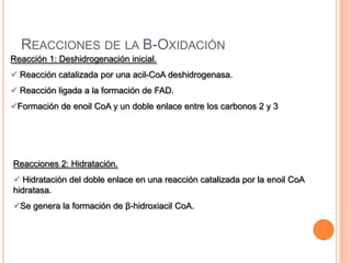 Reacción 1: Deshidrogenación inicial.
 Reacción catalizada por una acil-CoA deshidrogenasa.
 Reacción ligada a la formación de FAD.
Formación de enoil CoA y un doble enlace entre los carbonos 2 y 3
Reacciones 2: Hidratación.
 Hidratación del doble enlace en una reacción catalizada por la enoil CoA
hidratasa.
Se genera la formación de β-hidroxiacil CoA.
REACCIONES DE LA B-OXIDACIÓN
 