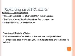 Reacción 3: Deshidrogenación.
 Reacción catalizada por 3-hidroxiacil-CoA deshidrogenasa.
 Convierte el grupo hidroxilo del carbono 3 en un grupo ceto.
 Generación de NADH y cetoacil-CoA
Reacciones 4: Escisión o Tiólisis.
 Escinsión del cetoacil CoA en una reacción catalizada por la tiolasa.
 Formación de acetil- CoA y acil -CoA, acortado este último en dos átomos de
carbono.
REACCIONES DE LA B-OXIDACIÓN
 