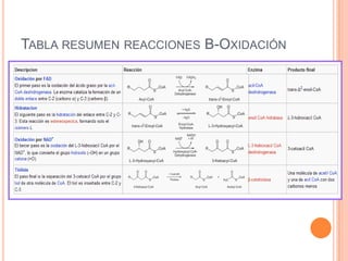 TABLA RESUMEN REACCIONES B-OXIDACIÓN
 