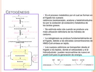  Es el proceso metabólico por el cual se forman en
el hígado los cuerpos
cetónicos (acetoacetato, acetona y betahidroxibutira
to) por la oxidación (β-oxidación) metabólica de
los ácidos grasos.
 Se estimula esta ruta cuando se produce una
mala utilización deficitaria de los hidratos de
carbono.
 La cetogénesis se produce fundamentalmente en
el hígado, debido a las elevadas concentraciones de
HMG-CoA sintasa en tejido.
 Los cuerpos cetónicos se transportan desde el
hígado a los tejidos, donde el cetoacetato y el β-
hidroxibutirato pueden reconvertirse de nuevo en
acetil-CoA para la generación de energía.
CETOGÉNESIS
 
