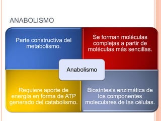 ANABOLISMO
Parte constructiva del
metabolismo.
Se forman moléculas
complejas a partir de
moléculas más sencillas.
Requiere aporte de
energía en forma de ATP
generado del catabolismo.
Biosíntesis enzimática de
los componentes
moleculares de las células.
Anabolismo
 