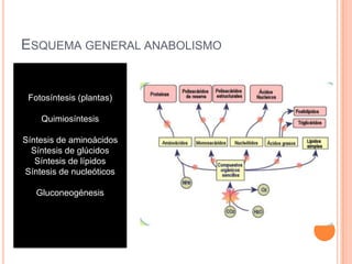 ESQUEMA GENERAL ANABOLISMO
Fotosíntesis (plantas)
Quimiosíntesis
Síntesis de aminoácidos
Síntesis de glúcidos
Síntesis de lípidos
Síntesis de nucleóticos
Gluconeogénesis
 